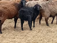 Widder, Edilbay sheep — Foto 5
