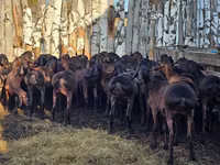 Baran, Hissar sheep — zdjęcie 4