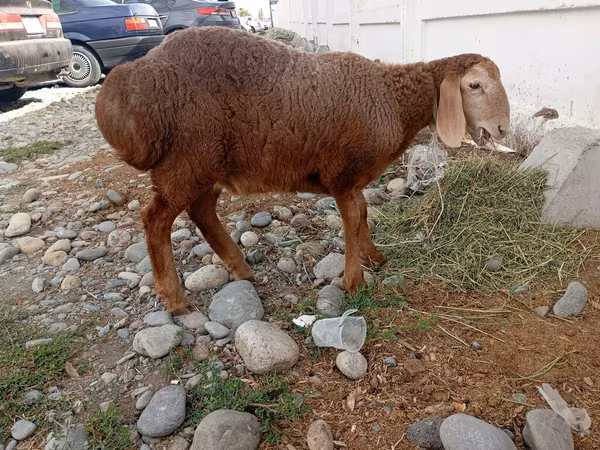 Owca, Arashan sheep