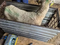 Owca, Kuibyshev sheep — zdjęcie 3