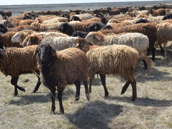 Baran, Owce — Rosja