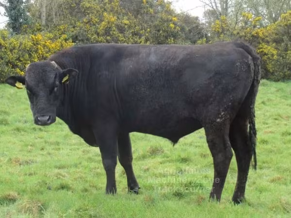 Byk, Wagyu