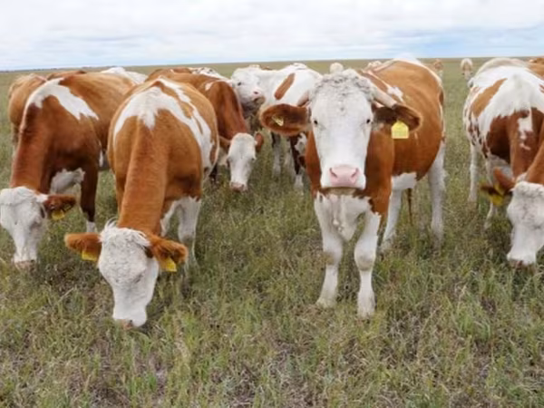 Byk, Simmental cattle — Rosja