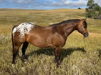 Horse (M), Horses of Sable Island — photo 1