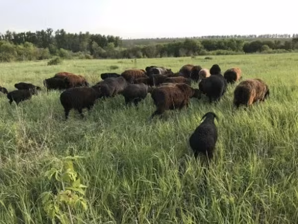 Owca, Hissar sheep — Rosja