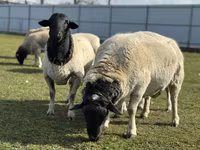 Owca, Dorper sheep — zdjęcie 1