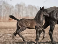 Koń, Trakehner — zdjęcie 2