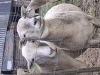 Baran, Katum sheep — zdjęcie 5