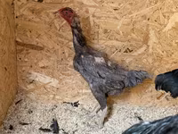 Chickens — photo 8