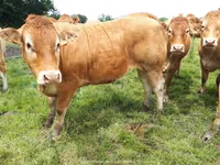 Krowa, Krowa limuzyńska — zdjęcie 6