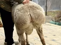 Ram, Sheep — photo 4