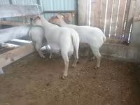 Owca, Baerchuke sheep — zdjęcie 1