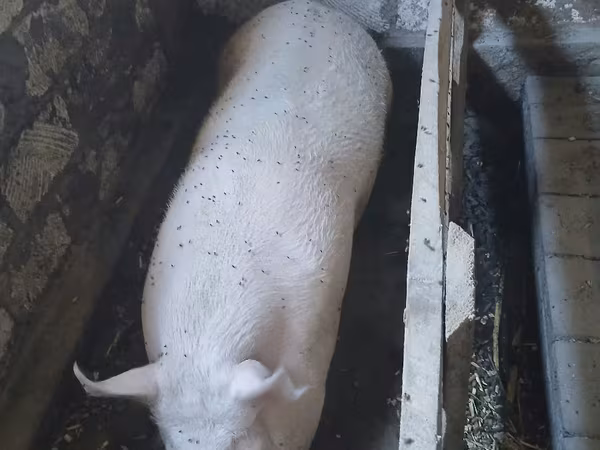 Eber, Schweine