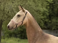 Yegua, Akhal-Teke — foto 3