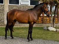 Horse (M), Karachay horse — photo 1