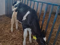 Cow, Holstein breed — photo 3