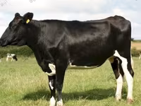Krowa, Russian Black pied cattle — zdjęcie 3