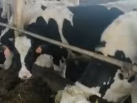 Byk, Russian Black pied cattle — zdjęcie 3
