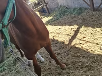 Koń, Arabian horse — zdjęcie 7
