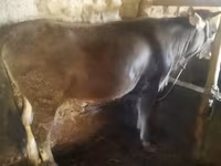 Bull, Cattle — photo 2