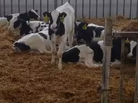 Bulle, Holstein-Rasse — Foto 4