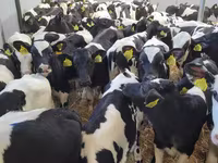 Byk, Bydło — zdjęcie 3