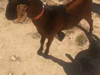 बकरा, Nubian Goat — फ़ोटो 1