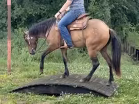 Kobyła, Quarter Horse — zdjęcie 8