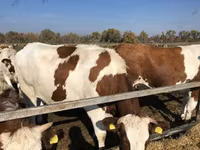 Krowa, Czerwonobiałe bydło — zdjęcie 3