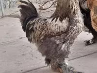 Brahma — photo 1