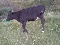Bull, Holstein breed — photo 2