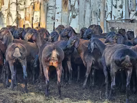 Baran, Hissar sheep — zdjęcie 2