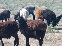 Widder, Edilbay sheep — Foto 2