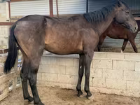 Koń, Arabian horse — zdjęcie 1