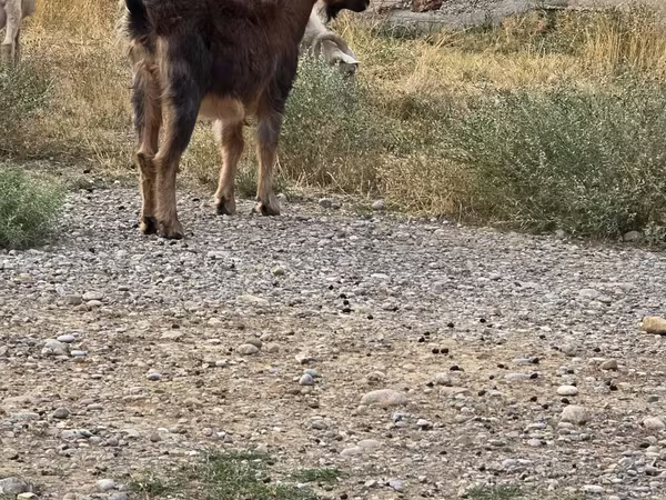 Kozioł, Kozy
