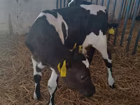 Cow, Holstein breed — photo 5