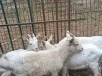 Koza, Saanen goat — zdjęcie 2