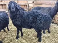 Widder, Baerchuke sheep — Foto 8