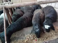 Ram, Sheep — photo 1