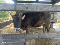 Cow, Alatau breed — photo 1