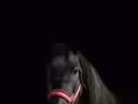 Mare, Percheron — photo 4