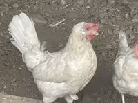 Leghorn — zdjęcie 2