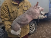 Säue, Schweine — Foto 3