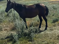 母马, Horses — 照片 1