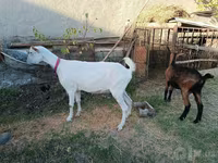 Koza, Saanen goat — zdjęcie 7