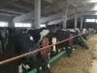 Kuh, Holstein-Rasse — Foto 2