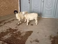 Kozioł, Kozy — zdjęcie 1