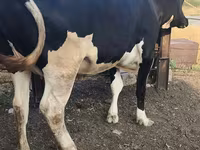 Kuh, Russian Black pied cattle — Foto 2