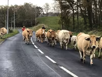 Krowa, Aubrac cattle — zdjęcie 4