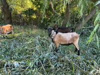 Cabro, Cabras — foto 2